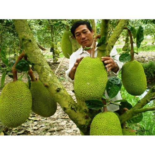 Cây Mít Malaisia Ruột Đỏ ( Cây Ăn Quả)