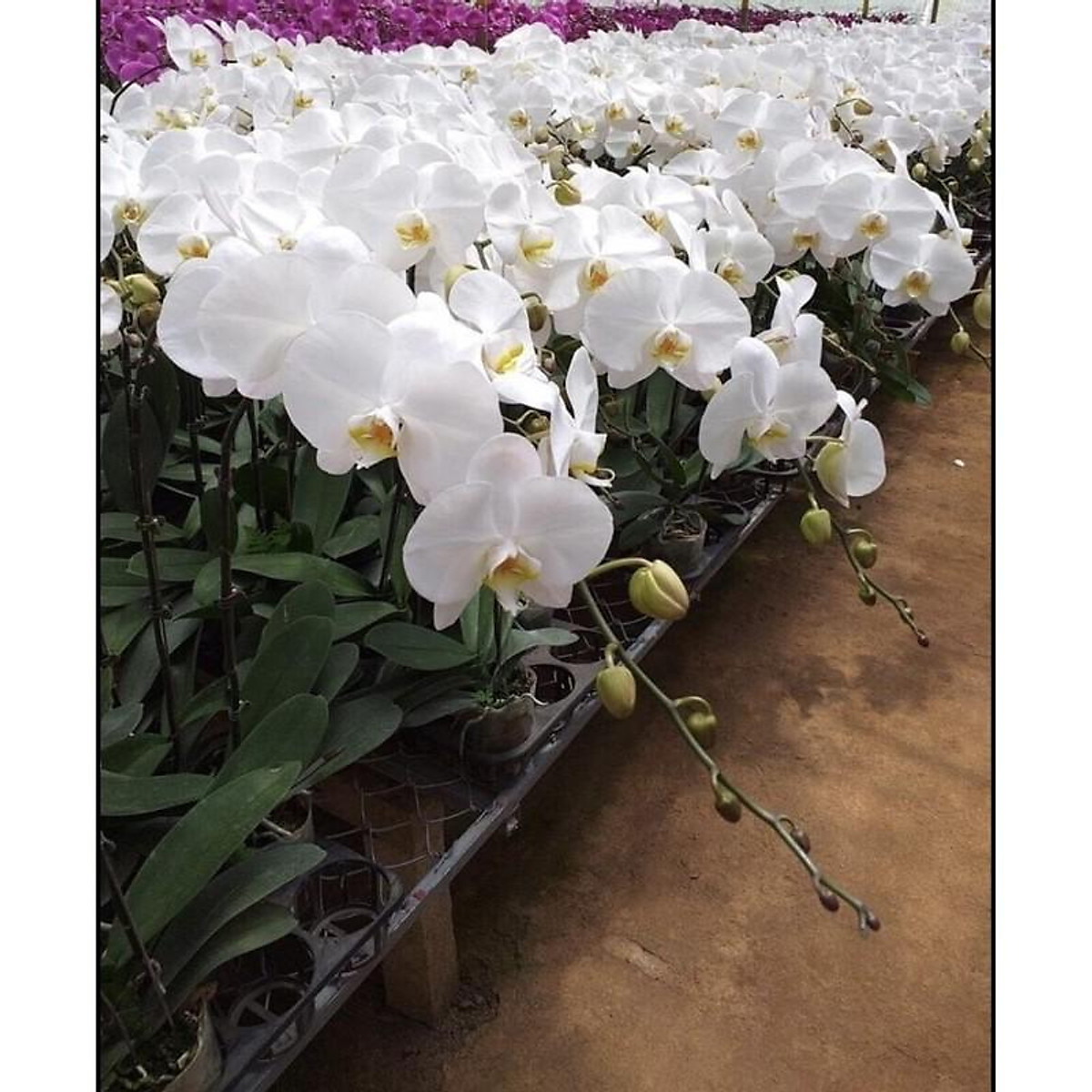HOA LAN HỒ ĐIỆP CÂY đẹp cốc 2.8
