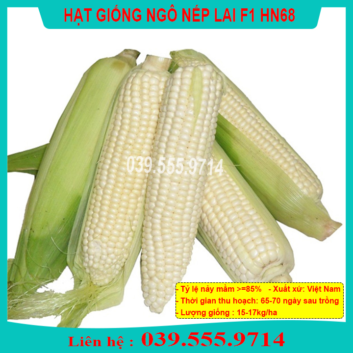 HẠT GIỐNG NGÔ NẾP LAI HN68 ( 100GRAM) - HẠT NGÔ TO ĐỀU DẺO THƠM NGON