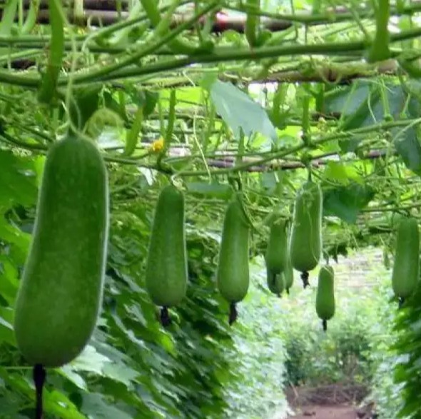Hạt giống bí đao chanh