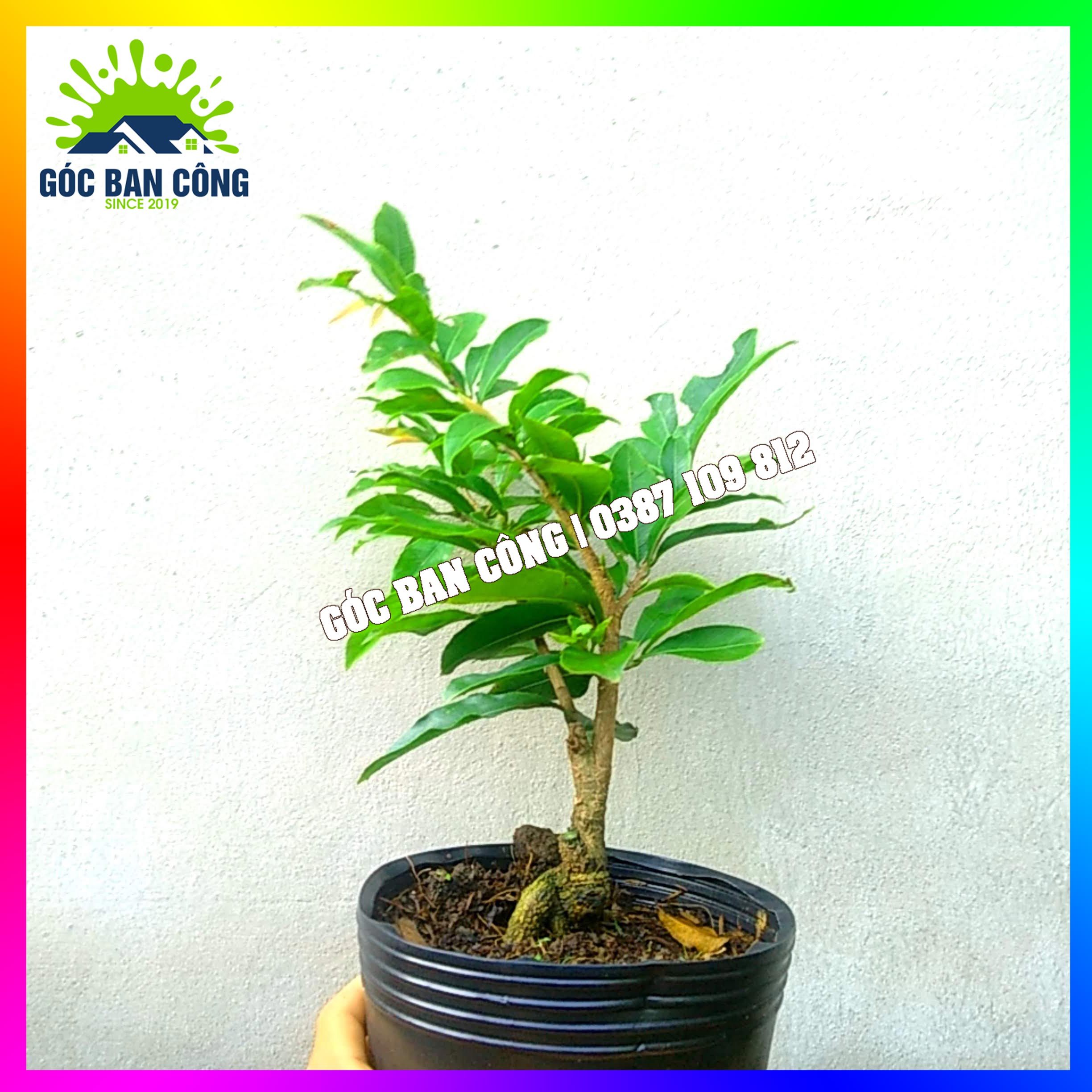 Mai Vàng Gốc Quái Dáng Bonsai Mini