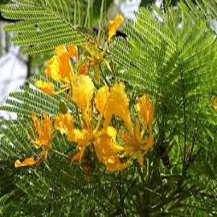 CÂY GIỐNG HOA PHƯỢNG VÀNG