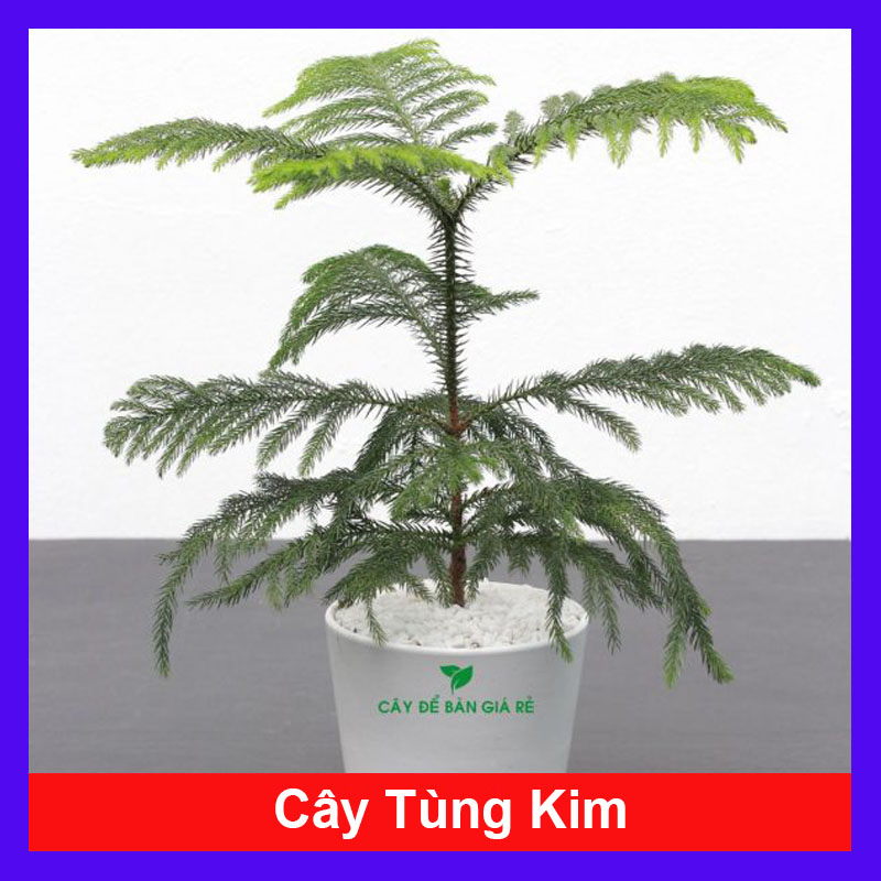 Cây Tùng Kim - Cây cảnh mini để bàn