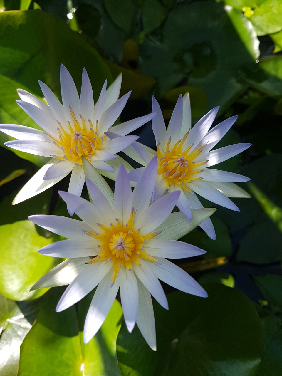 Hoa súng Thái ,thơm ngất ngây nha mn ( cây giống cao khoảng 20-30cm)