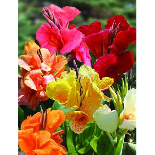 Gói 1GR hạt giống hoa Chuối Cảnh Nhiều Màu