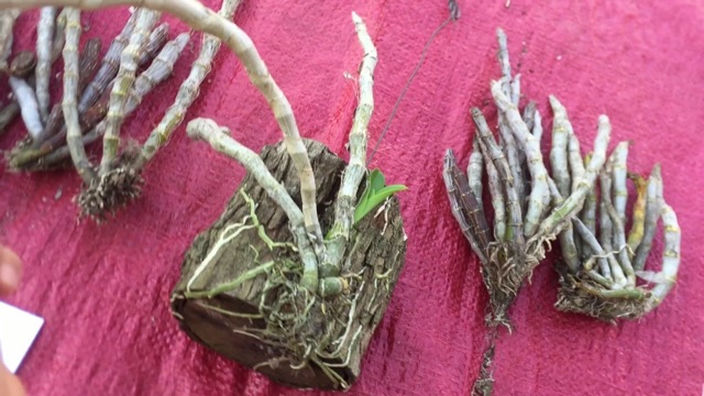 Trầm tím rừng