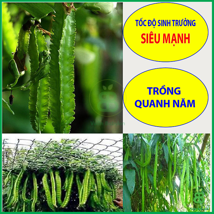 Hạt Giống Đậu Rồng Cao Sản 10Gr