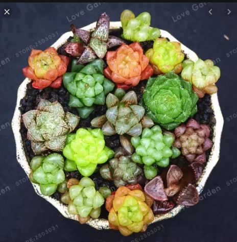 Hạt giống  sen đá kim cương ( sen đá ngọc 200 hạt )