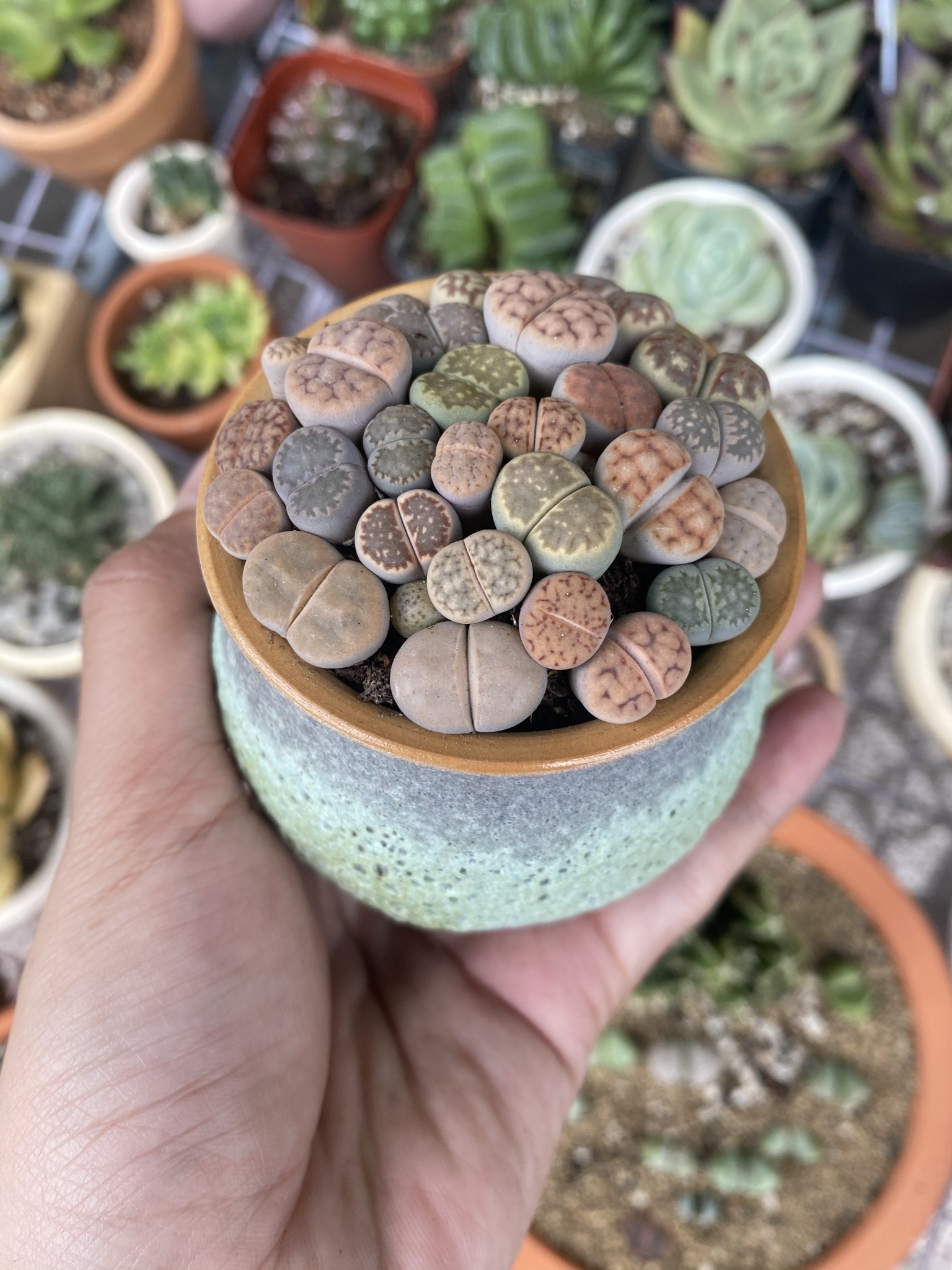 CHẬU SỨ SEN MÔNG - LITHOPS ĐỦ MÀU