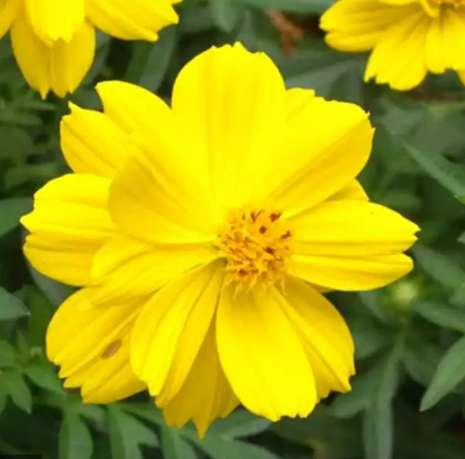 Hạt giống hoa cánh bướm hoa sao nhái vàng cánh kép