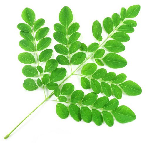 Bột chùm ngây, lá chùm ngây sấy lạnh nguyên chất, bột ăn dặm cho bé, bột rau củ sấy lạnh, bột đắp mặt