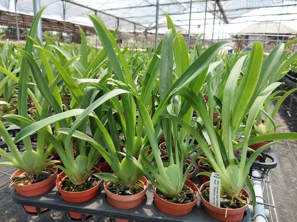 vũ nữ MILTONIA trắng - chậu trưởng thành