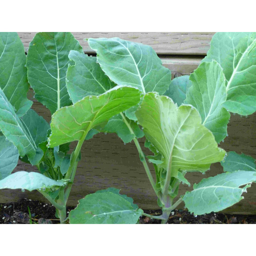 Cauliflower seeds Green easy to grow, high yield (0,5 gram)-shallow gold