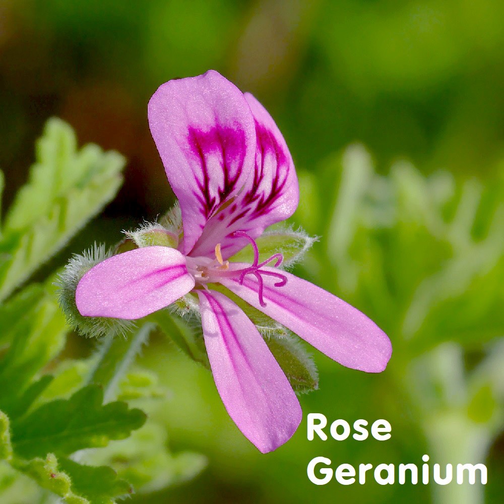 Tinh dầu Hồng Phong Lữ Rose Geranium Essential Oil