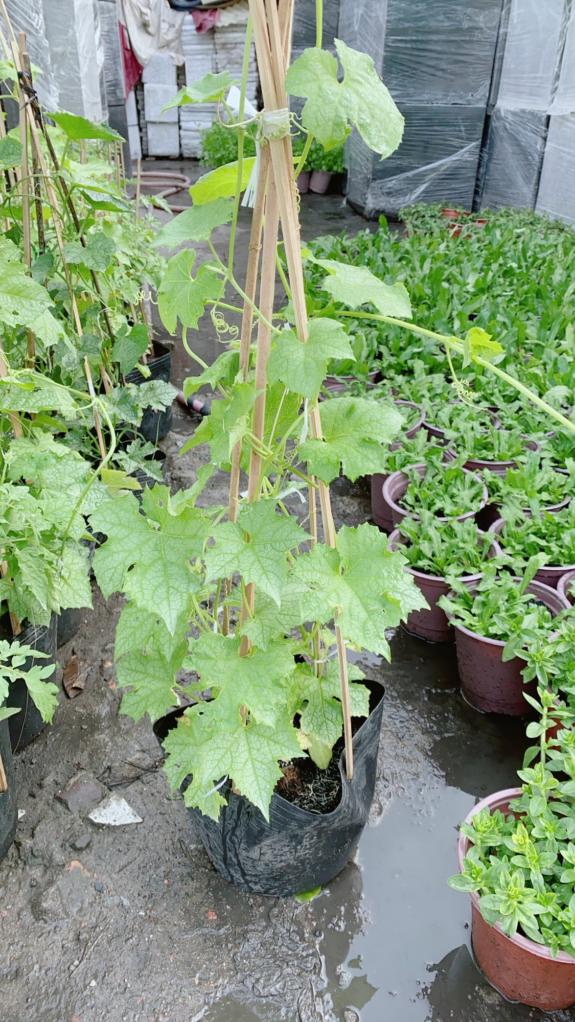 Cây Mướp Hương