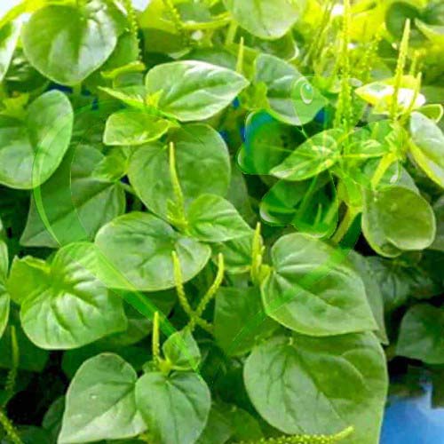Hạt giống rau càng cua - gói 0.5 gram