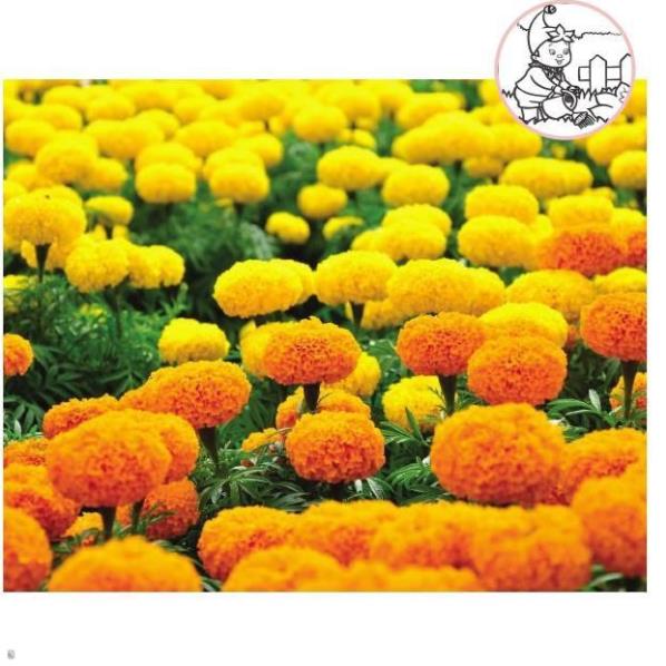 Hạt Hoa VẠN THỌ 2 Màu M-01 - Gói 1 gram