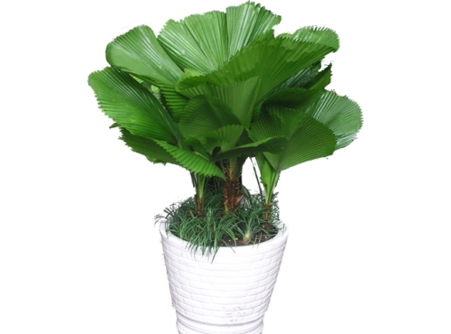 CÂY KÈ NHẬT (CÂY CỌ NHẬT ) - BẦU CÂY GIỐNG