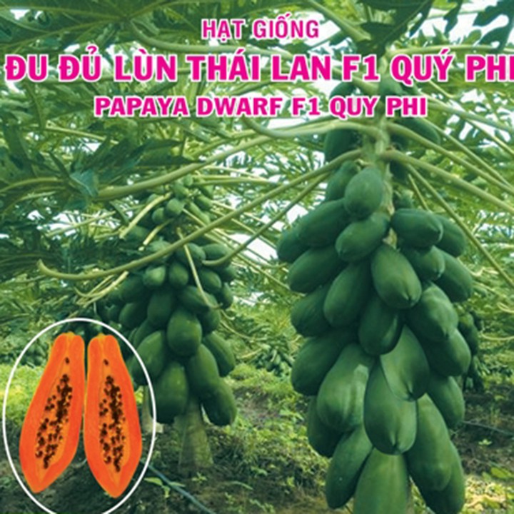 Hạt Giống Đu Đủ Lùn Quý Phi F1 Thái Lan