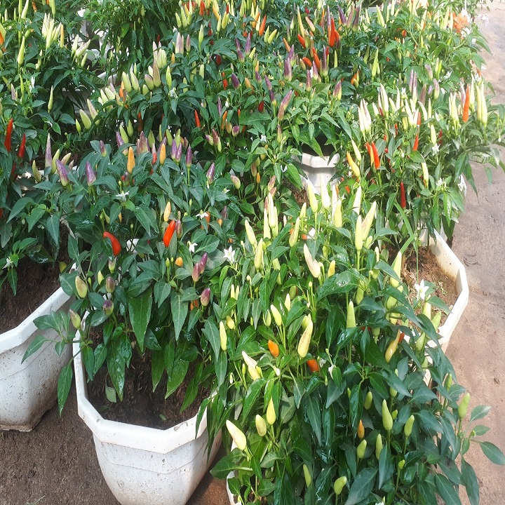 Chậu ớt cảnh đang có trái