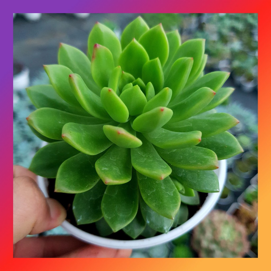 SEN ĐÁ MẶT TRỜI SIZE TRUNG BÌNH KHOẺ ĐẸP LỖI 1 ĐỔI 1