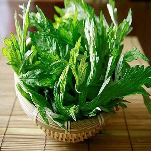 CÂY GIỐNG NGẢI CỨU