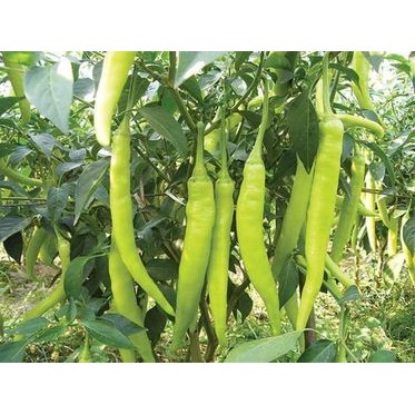0.5Gr - Hạt Giống Ớt Sừng Trắng Thái Lan