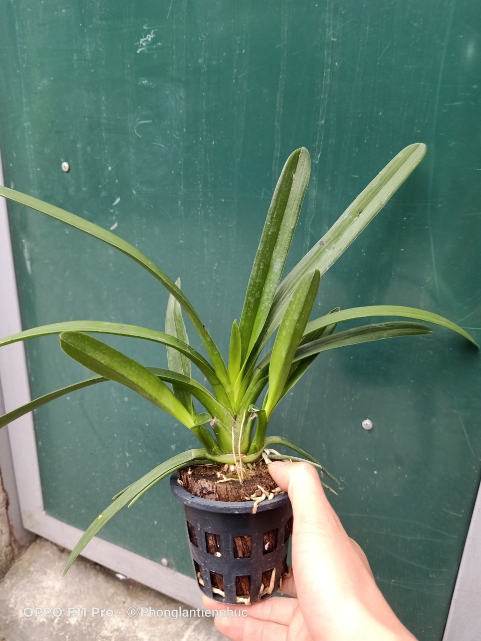 Hoàng Long Thái cây mẹ bản lá Khủng 7cm