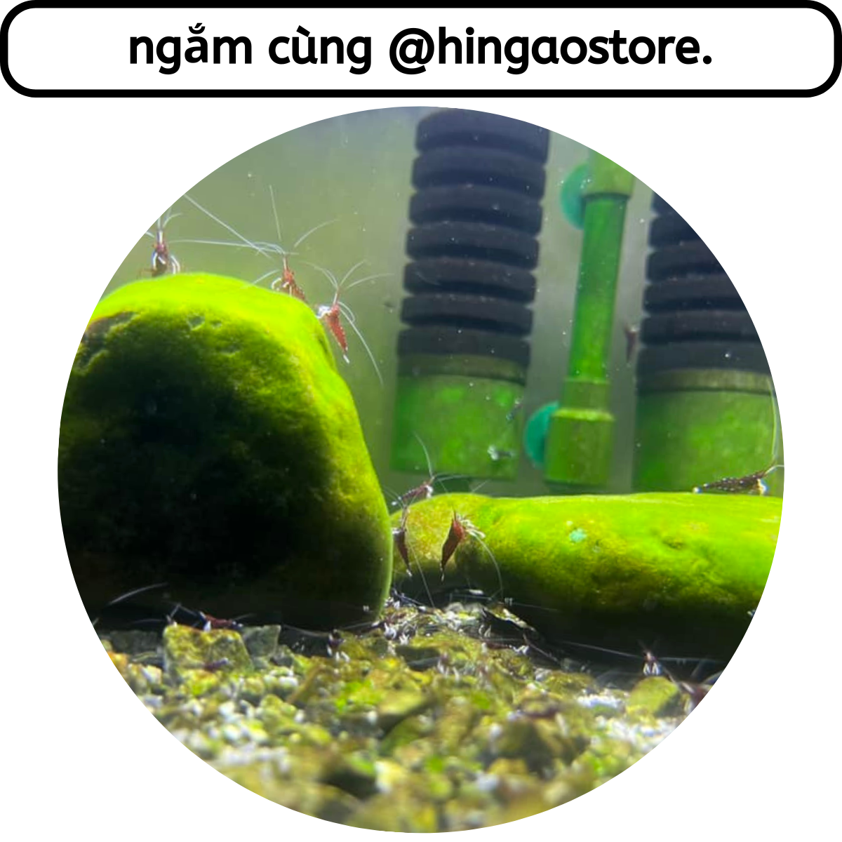 Cám cá Koi Mini Omega 20G - Thức ăn cá Koi mini | Hingaostore.