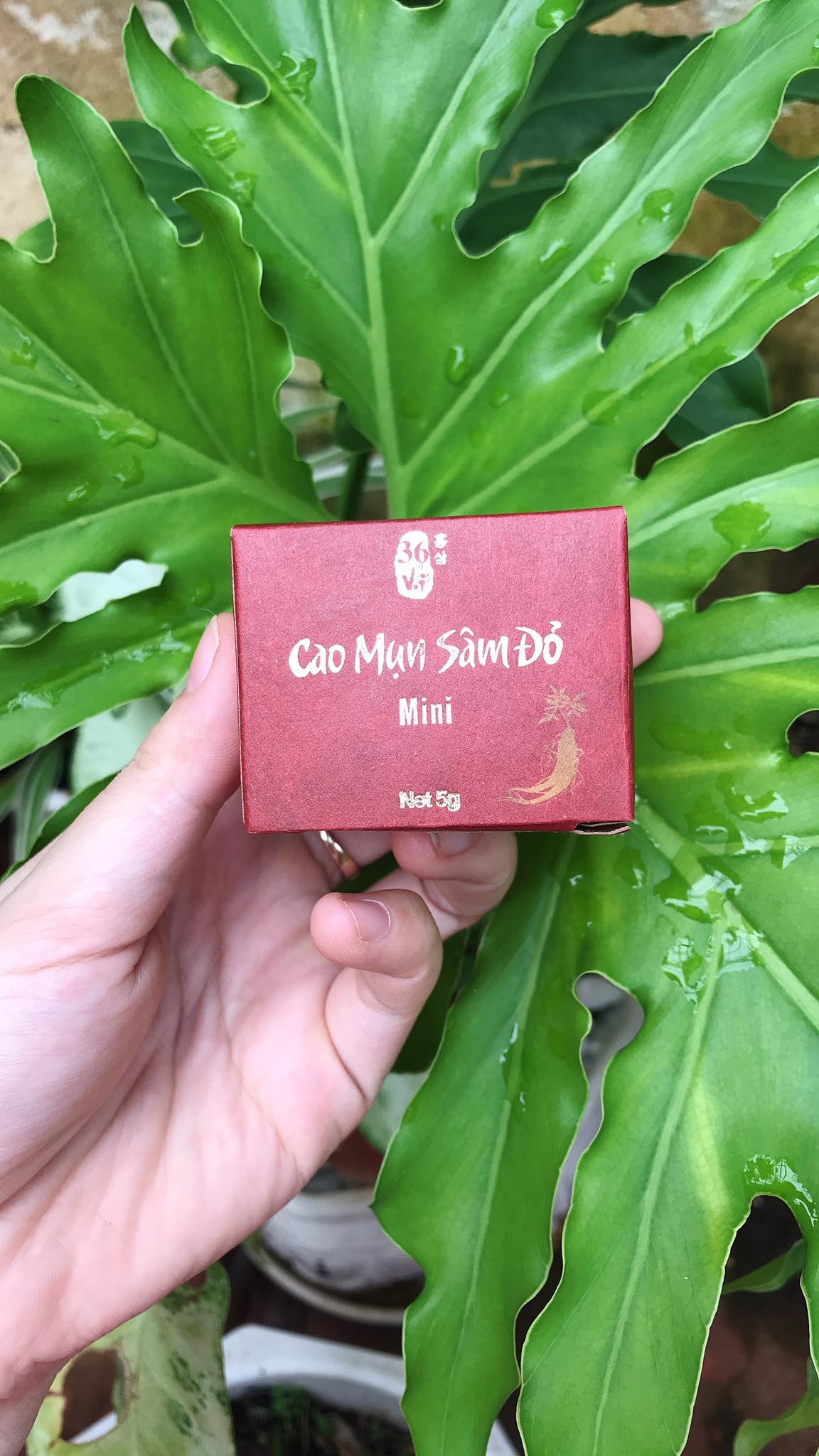 CAO MỤN SÂM ĐỎ MINI 5g - cao mụn sâm đỏ mini