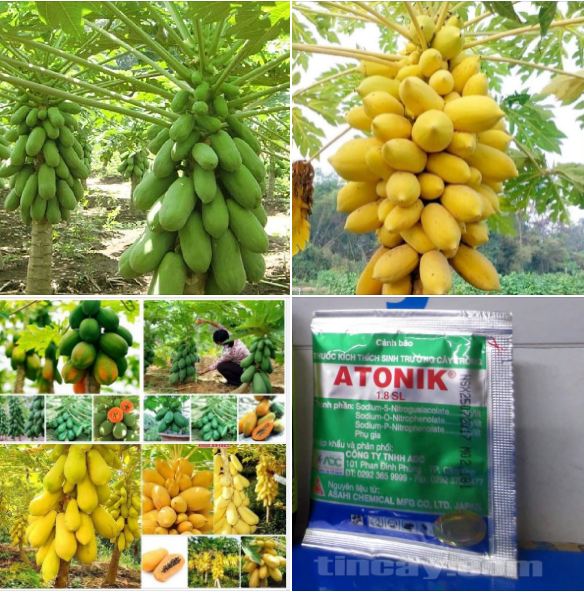 Bô 4 gói đủ đủ xanh vàng (  2 đu đủ vàng + 2 đu đủ lùn gấc TẶNG 1 kích mầm )