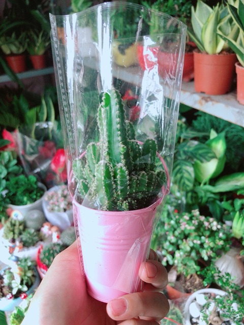 Chậu Xương Rồng Mini