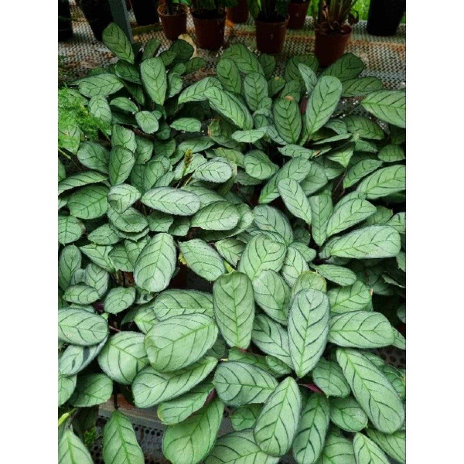 chậu cây đuôi công  Calathea musaica