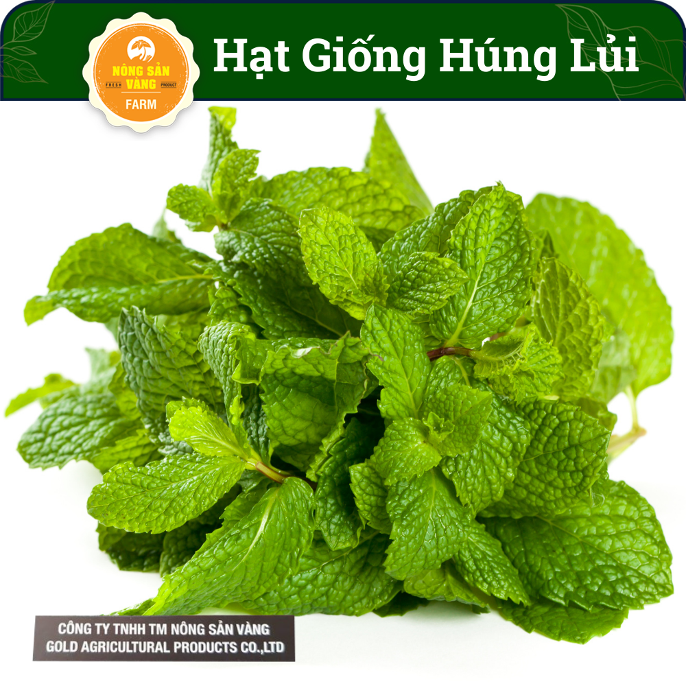 Vegetable seeds Basil Silver ((Basil lủi) germination rate high, growth and development of healthy, productive (pack 100 seeds)-shallow gold