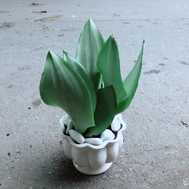 [HCM]Chậu Cây Lưỡi Hổ Bạc