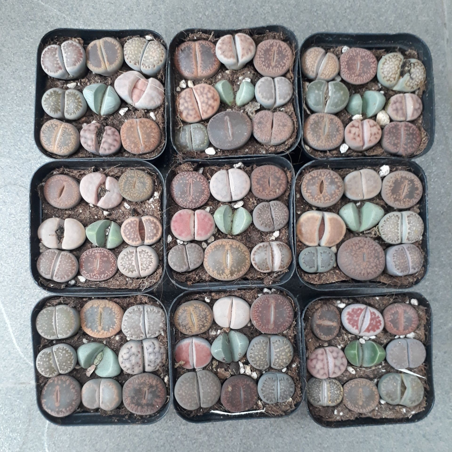 Sen Mông Mix Chậu 9 Cây Màu Siêu Đẹp (Sen Mông/Lithops/Thạch Lan)