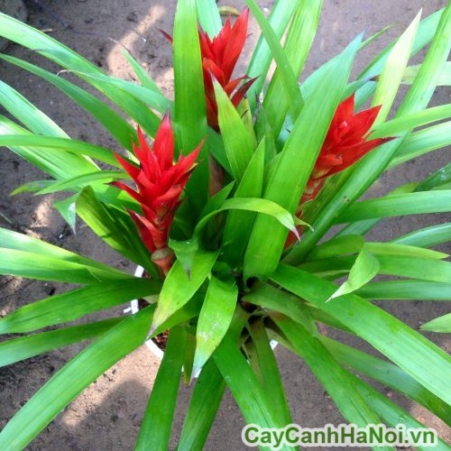 Phát lộc hoa - hoa tài lộc