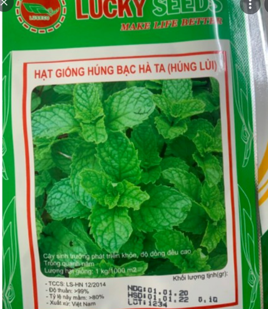Hạt giống cây Húng Lủi 0.1gram
