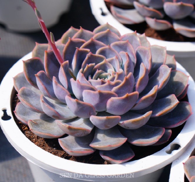 SEN ĐÁ ĐẤT HỒNG SIZE ĐẠI 20CM