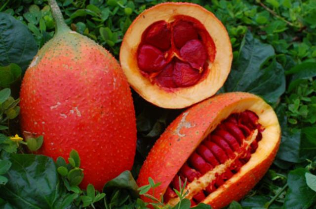 Hạt giống gấc cao sản Thái Lan