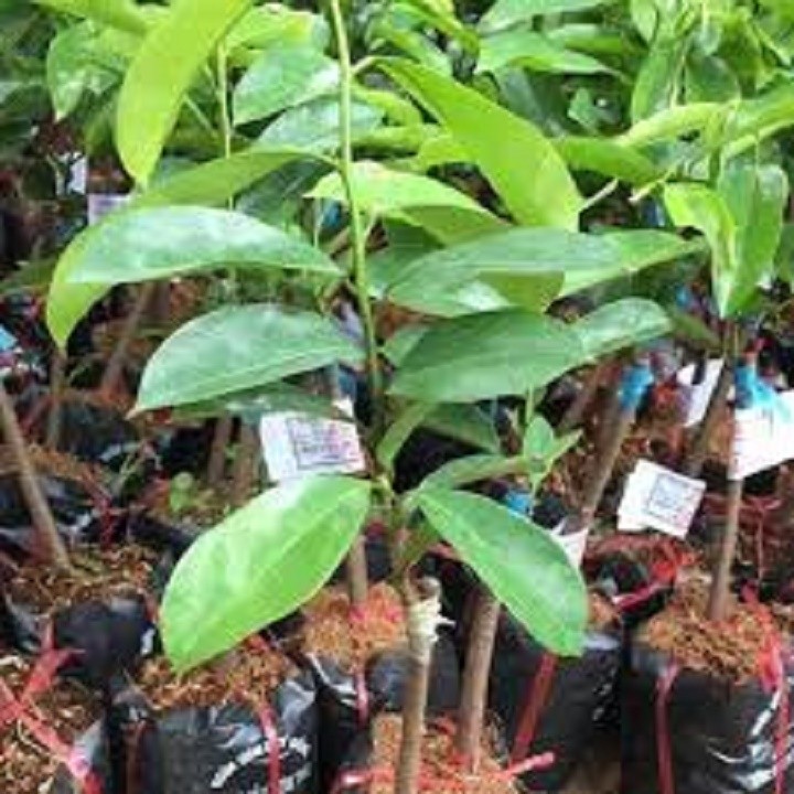 CÂY THỊ GIỐNG