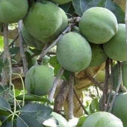 Cây bánh kem giống cao 30 cm cho trái sau 12 tháng._cây giống đức mạnh