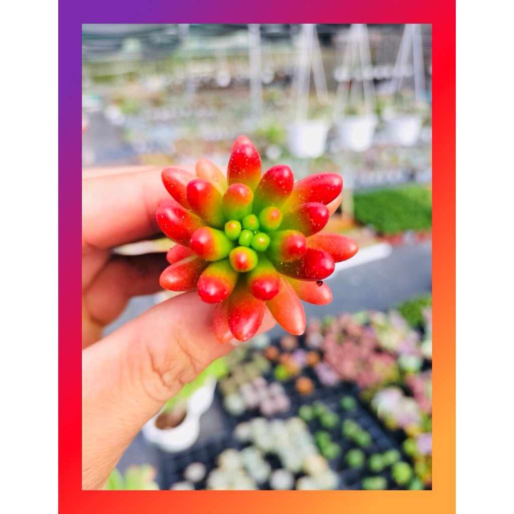 SEN ĐÁ THẠCH NGỌC ĐỎ SIZE MINI KHỎE ĐẸP LỖI 1 ĐỔI 1