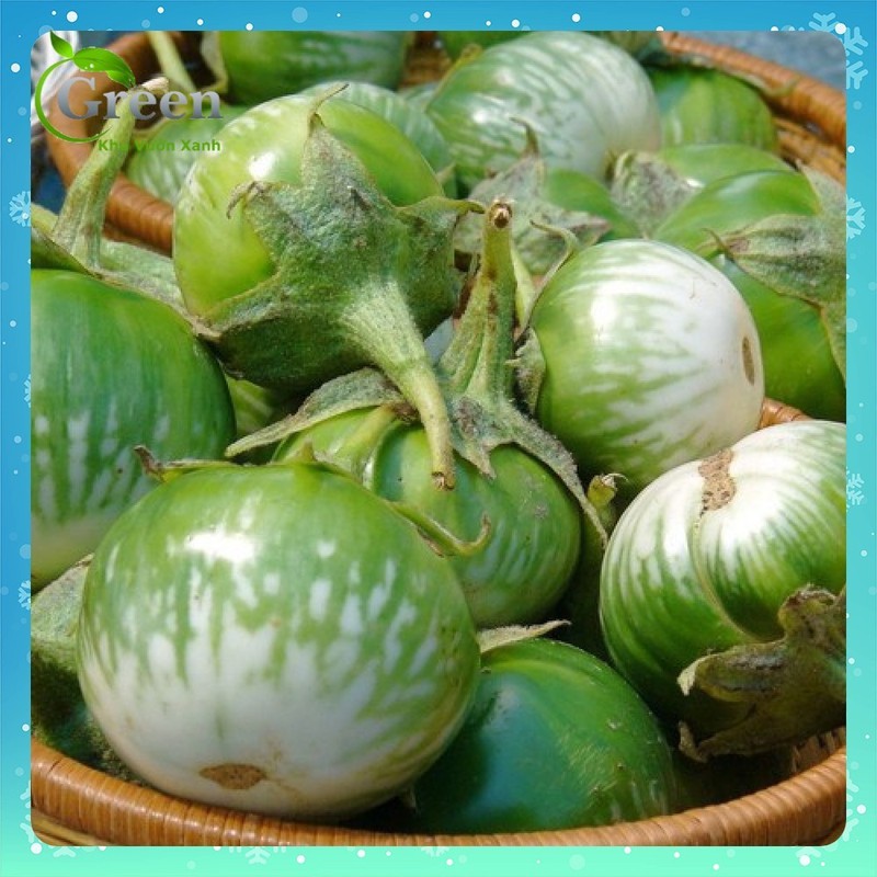 Hạt giống Cà bát ta da ếch ( 1 gói 0.5gram ) - VTNT