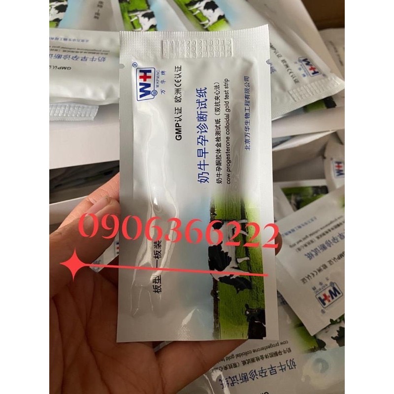 que thử thai trâu bò