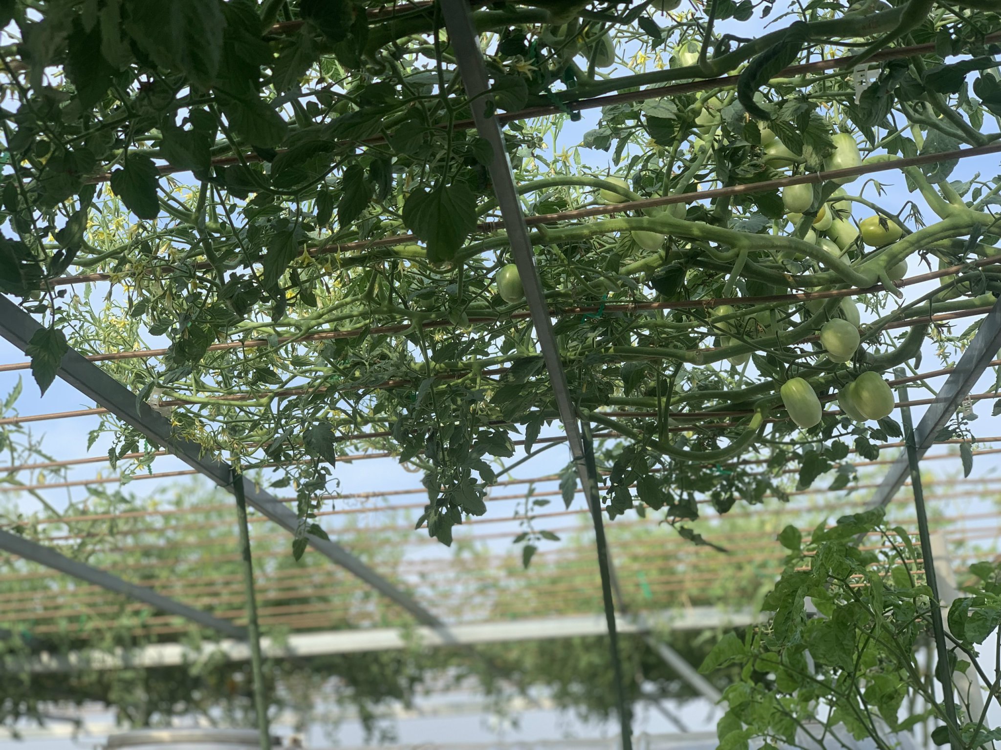Phân bón hữu cơ Đạm Cá Hồi can 5 lít