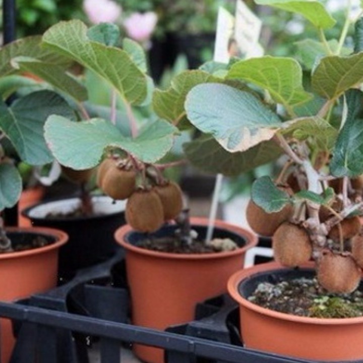 Hạt Giống Cây Kiwi - 30 Hạt
