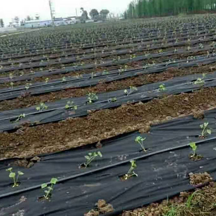 Bạt phủ đất chống cỏ mọc, chống sói mòn đất