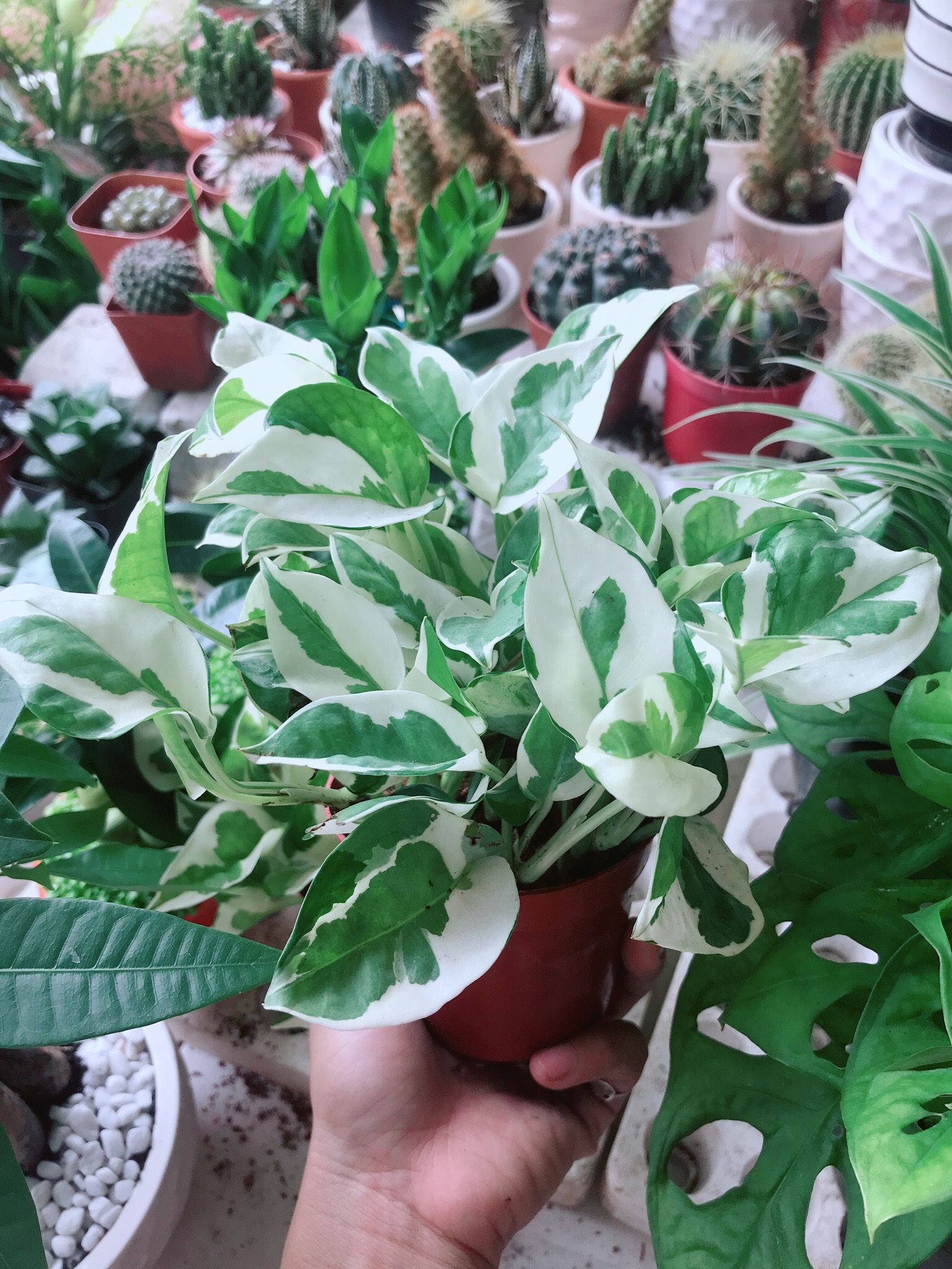 Trầu Bà Sữa