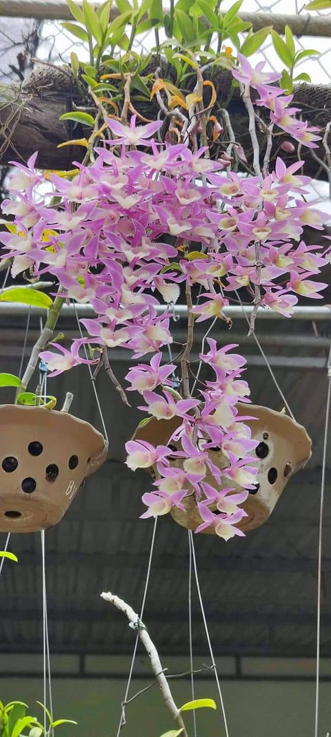 Combo 3 Cây Giống Hoa Lan Hạc Vĩ Thiên Cung Lữ Bố ( hàng nhân ki 15-30cm)